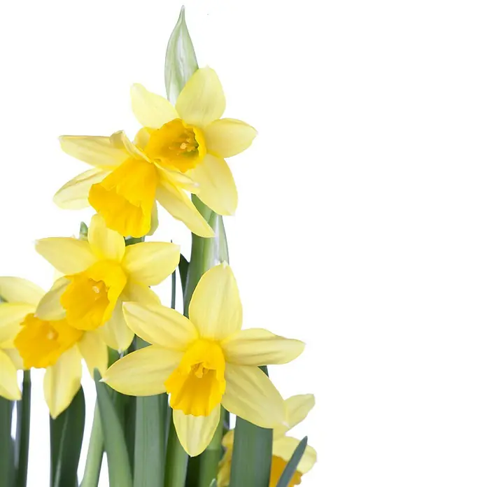 Piardino Frühlingsblumenzwiebeln Narzisse - Narcissus pseudonarcissus 'Tête-à-Tête', 12 cm - Nahaufnahme von leuchtend gelben Narzissen in voller Blüte, die die Schönheit des Frühlings zeigen. Perfekt als saisonale Dekoration oder Geschenkidee.