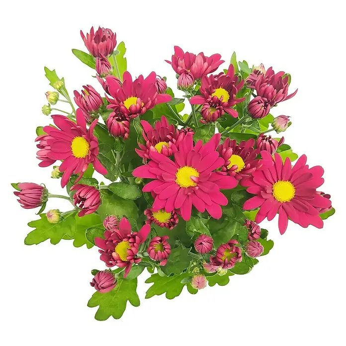 Piardino Crisantemo - Dendranthema indicum 'Hybride', Tamaño de maceta: 40 cm, En función de la variedad - Ramo de crisantemos rojos con acentos amarillos. Una hermosa decoración para cualquier habitación.