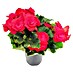 Piardino Begonia elatior 