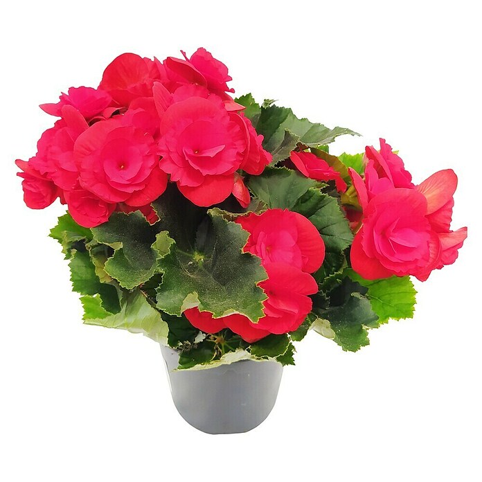 Piardino Begonia elatior (Begonia elatior, Tamaño de maceta: 13 cm, Según su variedad) | BAUHAUS