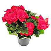 Piardino Begonia elatior (Begonia elatior, Tamaño de maceta: 13 cm, Según su variedad) | BAUHAUS
