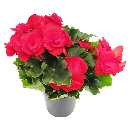 Piardino  Begonia elatior