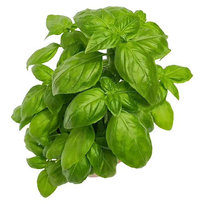 Piardino Basilikum großblättrig - Ocinum basilicum, Topfgröße: 10 cm - Nahaufnahme von frischem Basilikum mit leuchtend grünen Blättern, perfekt für kulinarische Zwecke und als aromatische Zutat.