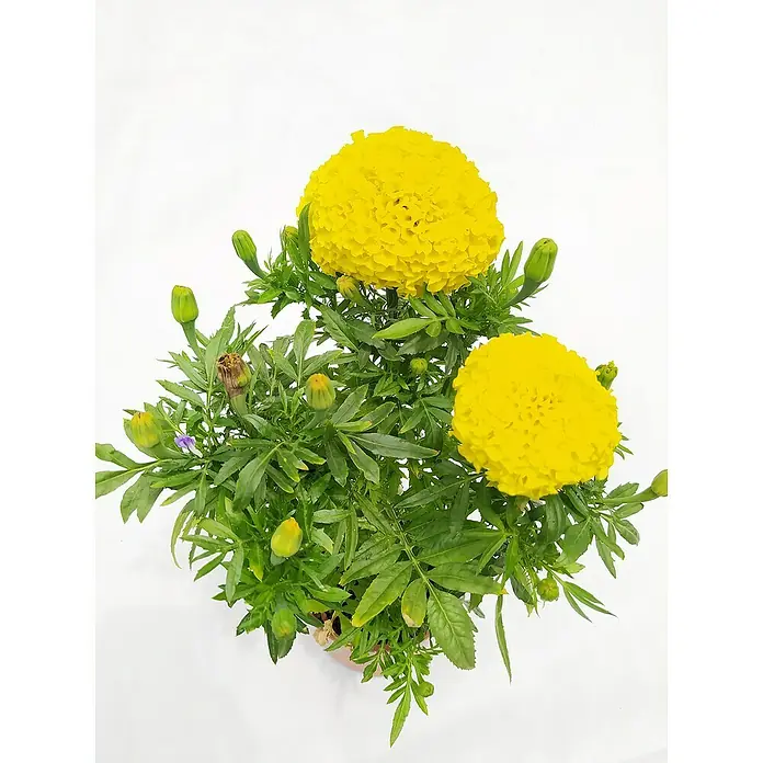 Piardino Helecho - Nephrolepis Exalta 'Green Lady', Tamaño de maceta: 12 cm - Primer plano de una planta en maceta con vibrantes flores de caléndula amarilla y exuberantes hojas verdes sobre un fondo neutro.