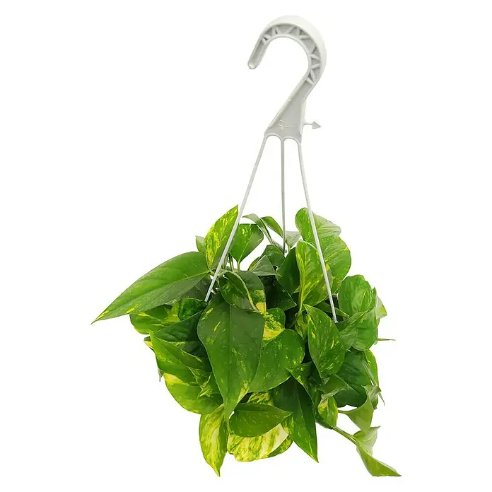 Piardino Poto - Epipremnum aureum, Tamaño de maceta: 15 cm - Planta colgante con hojas verdes y amarillas en una maceta de plástico blanco con colgador. Ideal para decoración y añadir verdor a los espacios.