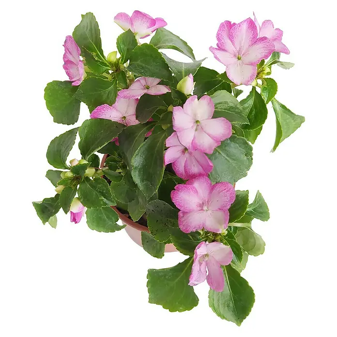 Alegría guineana - Impatiens walleriana, Lila, Tamaño de maceta: 10,5 cm - Primer plano de una planta de Impatiens en una maceta, mostrando exuberantes hojas verdes y delicadas flores rosas. La planta irradia frescura y belleza natural.
