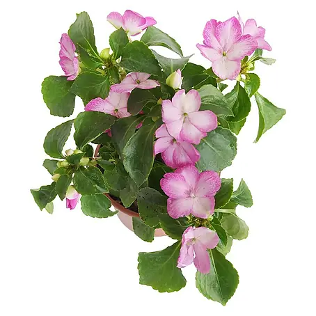 Piardino Impatiens walleriana