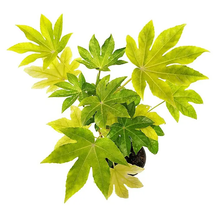 Piardino Fatsia japonica - Fatsia japonica, Tamaño de maceta: 13 cm - Primer plano de una planta de interior Fatsia Japonica 'Variegata' que muestra sus hojas de color verde amarillento en forma de mano en una maceta.