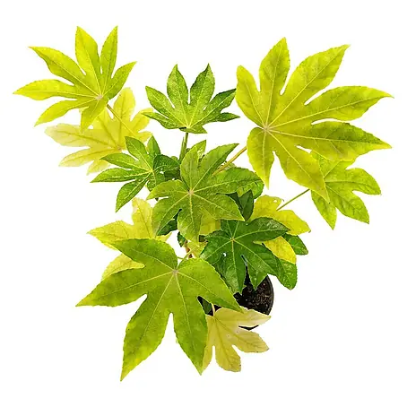 Piardino Fatsia japonica