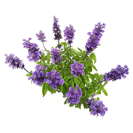 Piardino  Salvia farinacea