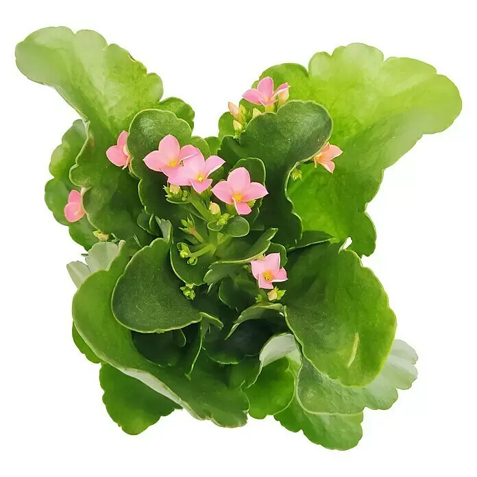 Piardino Kalancoe - Kalanchoe, Tamaño de maceta: 10 cm, Verde - Planta de Kalanchoe con hojas verdes vibrantes y pequeños racimos de flores rosas.
