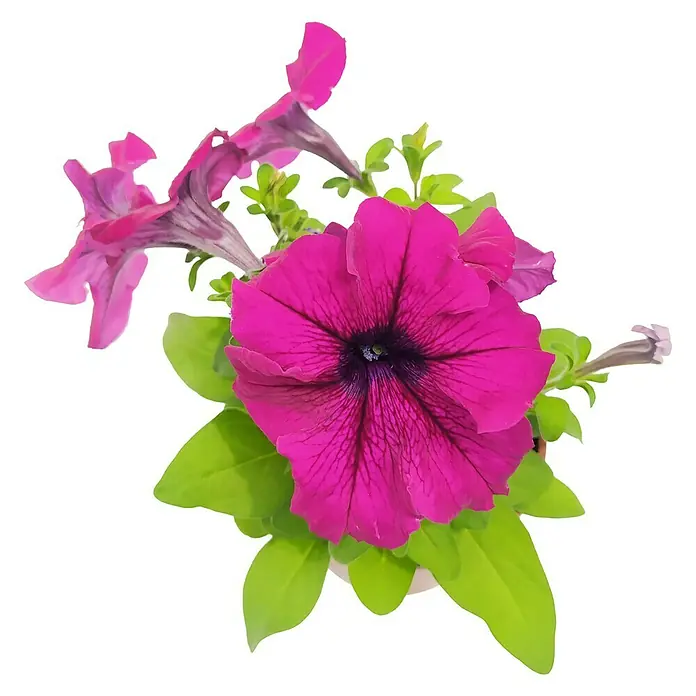 Piardino Petunia - Petunia Hybriden, Tamaño de maceta: 10 cm, Según la variedad - Primer plano de una vibrante petunia magenta con hojas verdes, que destaca los intrincados detalles de la floración.