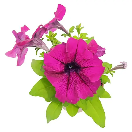 Petunia mini