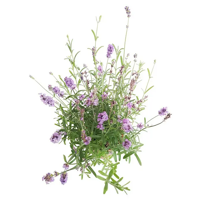 Piardino Lavanda - Lavendula angustifolium, Tamaño de maceta: 13 cm - Primer plano de una planta de lavanda con flores moradas y hojas verdes sobre un fondo negro.