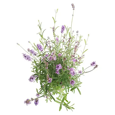 Piardino  Lavanda
