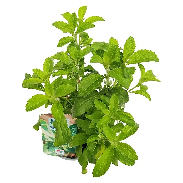 Stevia - Stevia rebaudiana, Tamaño de maceta: 14 cm - Una planta de estevia vibrante. Experimenta la dulzura natural de esta maravilla verde en tu jardín.