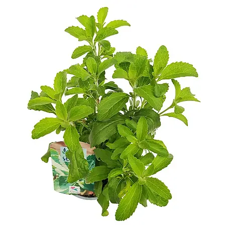 Stevia