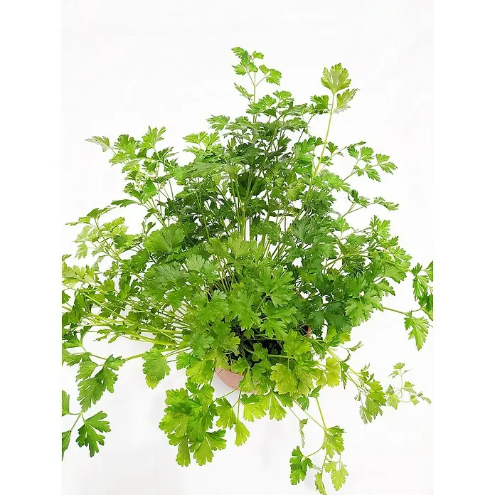 Perejil - Petroselinum crispum - Primer plano de una planta de perejil en maceta, mostrando sus exuberantes hojas verdes y aroma fresco. Ideal para cocina y jardín.