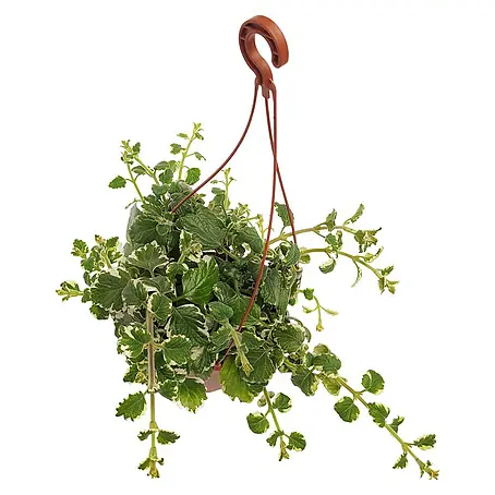 Plectranthus