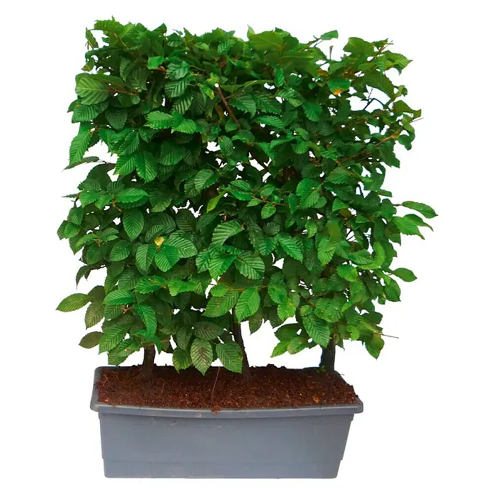 philodendron gloriosum groß Philodendron Gloriosum – Foliage Dreams main image 0