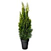 Lebensbaum (Thuja occidentalis 'Samaragd', Topfvolumen: 5 l) | BAUHAUS