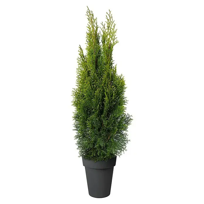 zimmerpflanze robust Vždyzelená rostlina 'Atropurpurea' – robustní a mrazuvzdorná, květináč main image 1