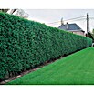 Liguster (Ligustrum ovalifolium, Topfvolumen: 2,5 l) | BAUHAUS
