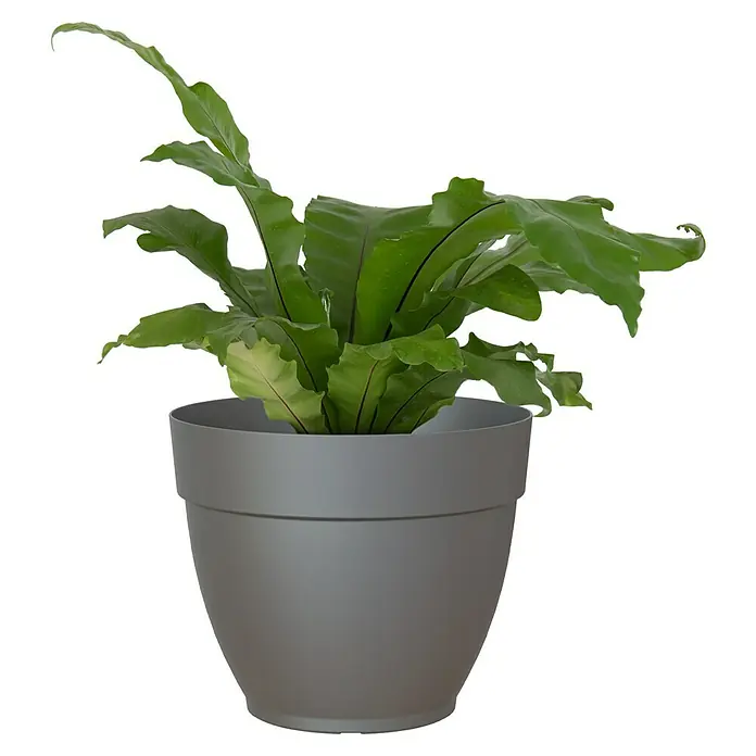 Artevasi Capri Campana Pflanztopf - Außenmaß (Ø x H): 50 x 42 cm, Kunststoff, Anthrazit - Zimmerpflanze in grauem Topf. Der attraktive grüne Asplenium nidus Zimmerfarn bietet eine außergewöhnliche Optik und verbessert die Raumluft.