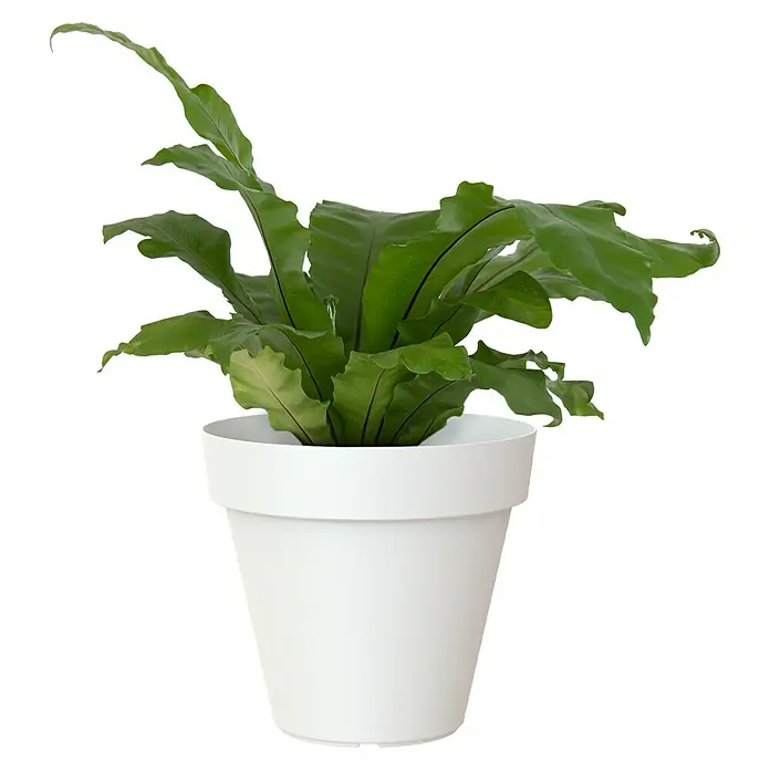 Artevasi Capri Pflanztopf - Außenmaß (Ø x H): 25 x 21,5 cm, Kunststoff, Weiß - Eine Nahaufnahme einer grünen Nestfarnpflanze in einem weißen Topf auf schwarzem Hintergrund.