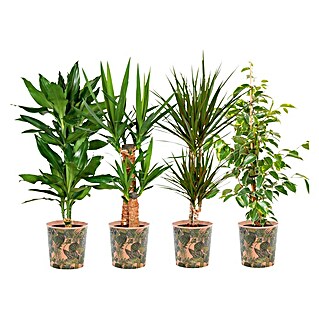 Piardino Zimmerpflanzen-Mix Mix (Dracaena, Ficus oder Yucca, Topfgröße: 17 cm)