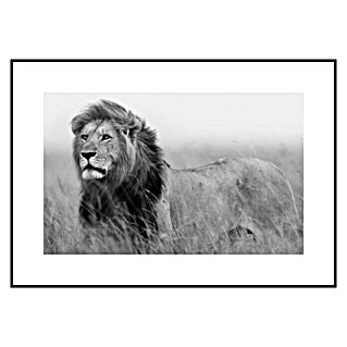 Armario de contadores León (Animales, 50 x 35 cm, Black & White)
