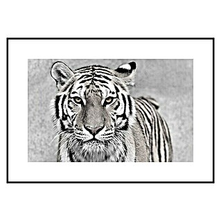 Armario de contadores Tigre (Animales, 50 x 35 cm, Black & White)