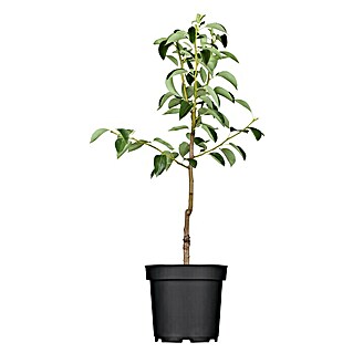 Piardino Obstbaum (Kernobst, Topfvolumen: 5 l)
