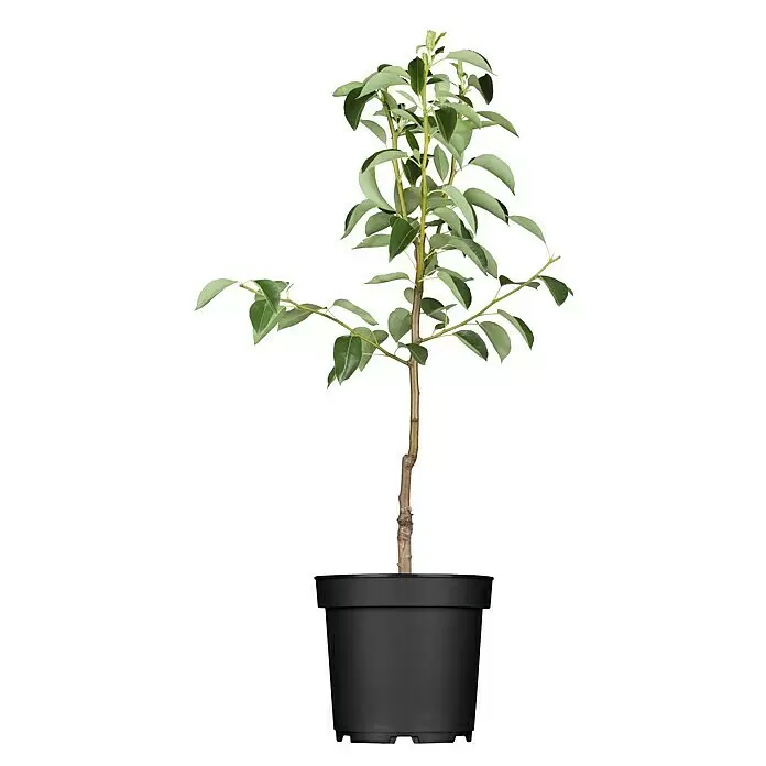 Piardino Obstbaum - Kernobst verschiedene Sorten, Topfvolumen: 5 l - Vorderansicht