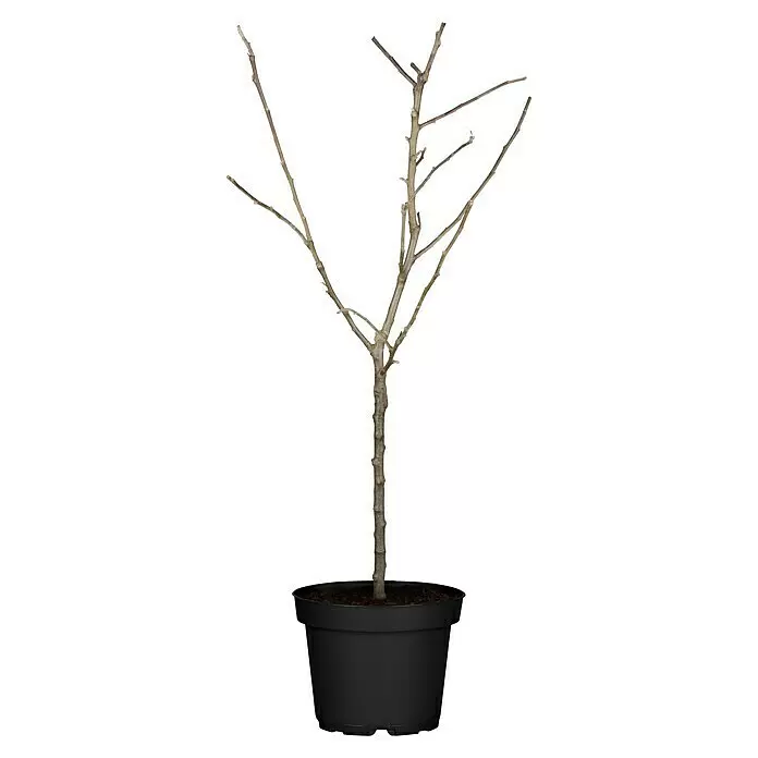 Piardino Obstbaum - Kernobst verschiedene Sorten, Topfvolumen: 5 l - Vorderansicht