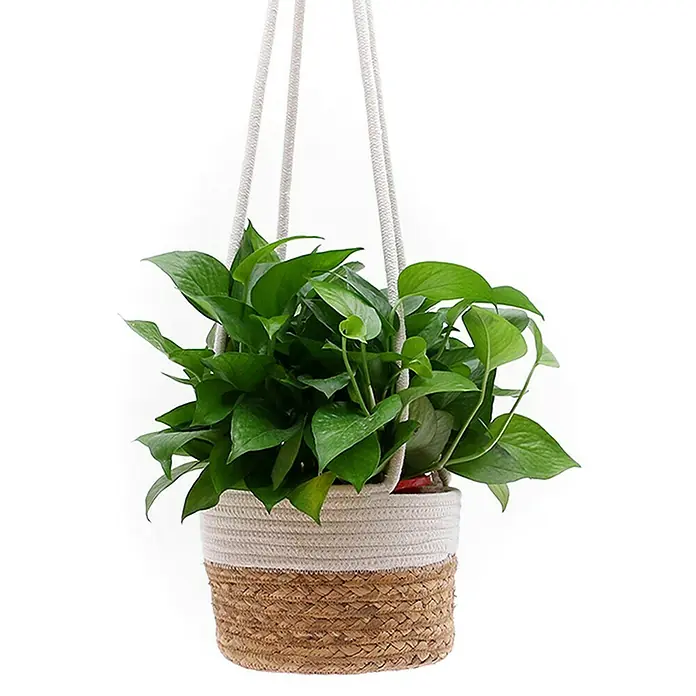Blumenampel - Naturmaterialien, Grau/Weiß - Hängepflanze mit grünen Blättern in einem geflochtenen Korb, ideal für die Dekoration von Innenräumen.