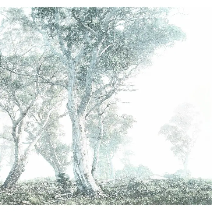Komar Raw Fototapete Magic Trees3 -tlg., B x H: 300 x 280 cm, Vlies - Nebelverhangener Wald mit hohen, schlanken Bäumen und leichter Vegetation, der eine friedliche, geheimnisvolle Atmosphäre erzeugt.