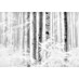 Komar Raw Fototapete Winter Wood 