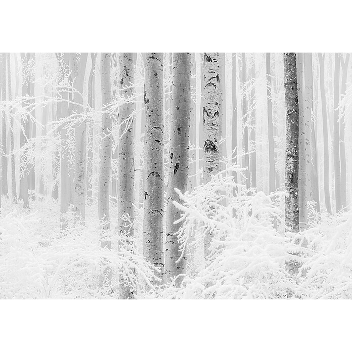 Komar Raw Fototapete Winter Wood (4 -tlg., B x H: 400 x 280 cm, Vlies) | BAUHAUS