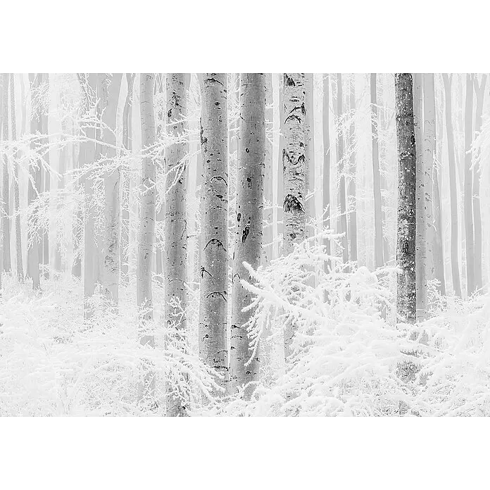 Komar Raw Fototapete Winter Wood - 4 -tlg., B x H: 400 x 280 cm, Vlies - Ein dichter Winterwald mit hohen, schlanken Bäumen und Ästen, die stark mit funkelndem Reif und Schnee bedeckt sind. Die Szene ist monochromatisch.