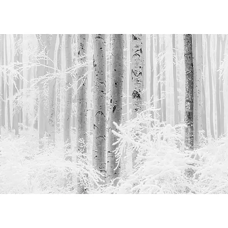 Komar Raw Fototapete Winter Wood