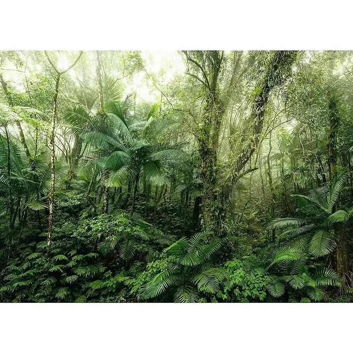 Komar Home Fototapete Mindfulness - 7 -tlg., B x H: 350 x 250 cm, Vlies - Dichter, grüner Dschungel mit üppiger Vegetation und mystischem Nebel, der eine ruhige und geheimnisvolle Atmosphäre schafft.