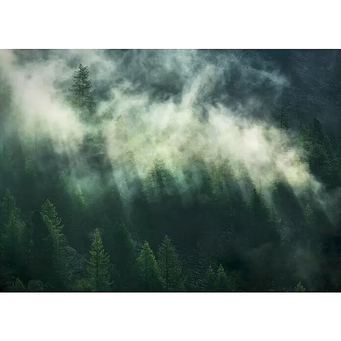 Komar Home Fototapete Misty Crowns - 7 -tlg., B x H: 350 x 250 cm, Vlies - Dichter, dunkelgrüner Wald, umhüllt von ätherischem, leuchtendem Nebel und Lichtstrahlen.