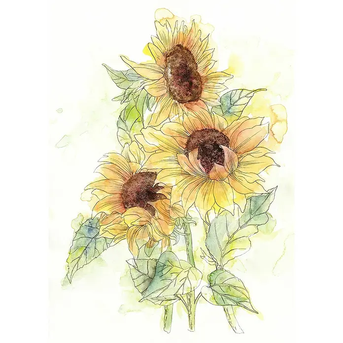 Komar Home Fototapete Griasol - 4 -tlg., B x H: 200 x 250 cm, Vlies - Aquarelldarstellung von drei leuchtenden Sonnenblumen mit grünen Blättern, die eine warme und einladende Atmosphäre schaffen.