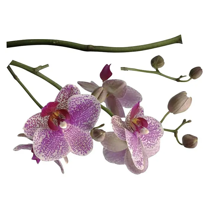 Komar Dekosticker Orchidee - 3 -tlg., 70 x 100 cm - Nahaufnahme von Phalaenopsis-Orchideenblüten mit ihren charakteristischen violetten Flecken und zarten Blütenblättern.