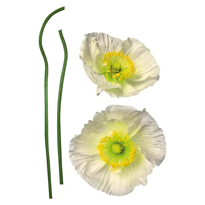 Komar Dekosticker Pavot Blanc - 4 -tlg., 70 x 50 cm - Nahaufnahme von zwei Islandmohnblüten und zwei grünen Stängeln, die Eleganz und natürliche Schönheit für kreative florale Arrangements bieten.